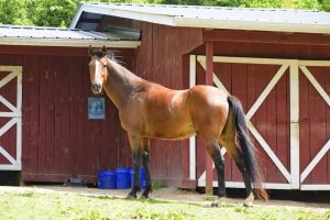 5 Types of Horse Barns